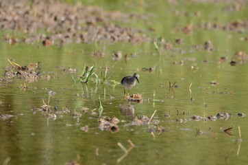 Chevalier sylvain (Tringa glareola)