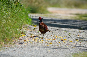 Faisan de Colchide (Phasianus colchicus)