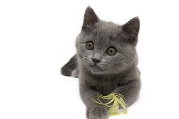 Playful Brittish kitten