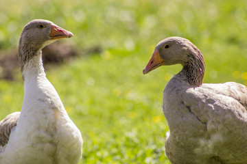 Photo of a goose.