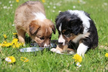 zwei border collie welpen haben spaß im garten mit trinkschüsseln