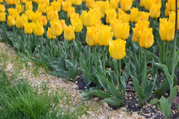Obraz premium tulip