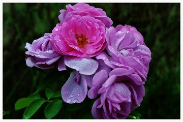 rose  sous la rosee du matin