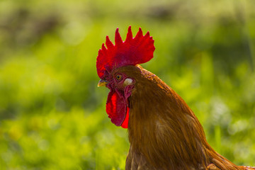 Photo of a hen.