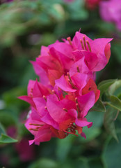 Obraz premium Pink flowers with green leaves