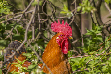 Photo of a hen.