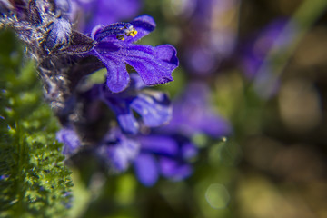 Close up shot of a purple flower.