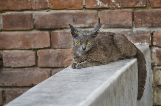 Beautiful alien cat with sad eyes sitting on a parapet against brick wall