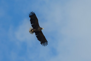 Sea eagle flying in the sky, circling for prey