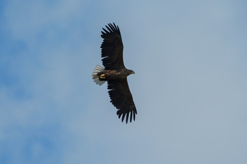 Sea eagle flying in the sky, circling for prey