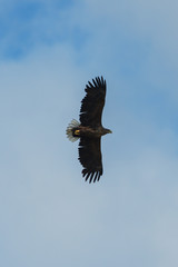 Sea eagle flying in the sky, circling for prey