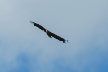 Sea eagle flying in the sky, circling for prey