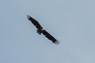 Sea eagle flying in the sky, circling for prey
