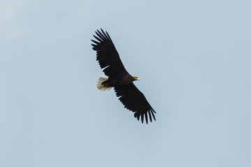 Sea eagle flying in the sky, circling for prey
