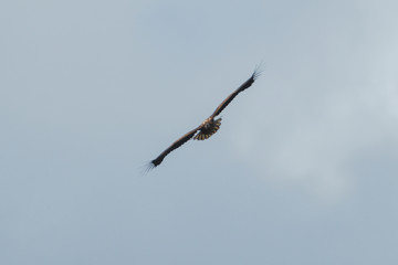 Sea eagle flying in the sky, circling for prey