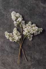 Photo sur Plexiglas Lilas branches de lilas blanc, plante à floraison printanière