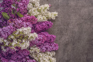 mix white and purple lilac on dark background, spring blooming plant, place for text