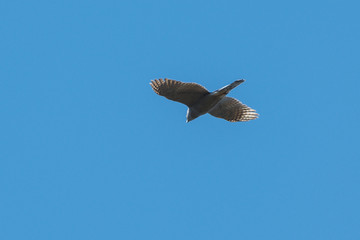 Falcon flying in the sky, circling for prey