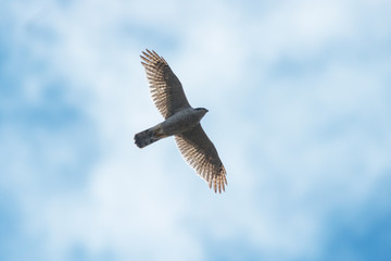 Falcon flying in the sky, circling for prey