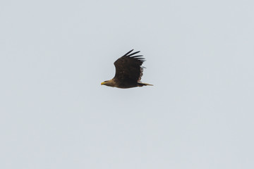 Sea eagle flying in the sky, circling for prey