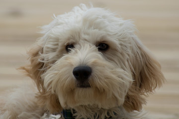 Cockapoo Puppy Close Up Face