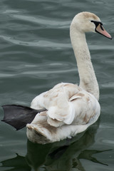 Young Swan With Weird Leg