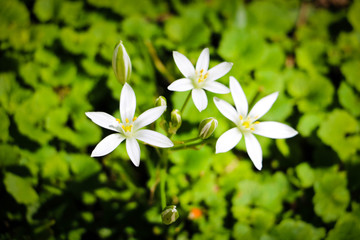 White and Vibrant Flowers