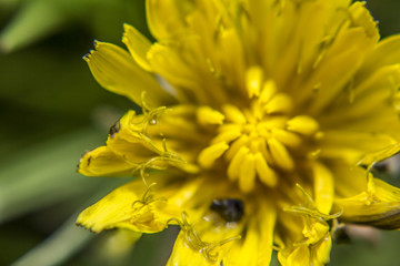 Close up shot of a yellow flower.
