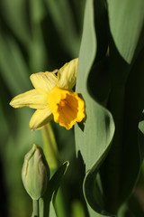 żółty żonkil wśród tulipanów - obrazy, fototapety, plakaty