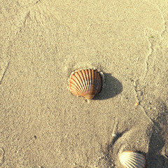 Sea shells. Shell buried in sea sand.