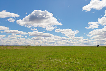 field of green grass with white clouds on blue sky