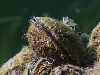 Zebra mussel, Dreikantmuschel (Dreissena polymorpha)