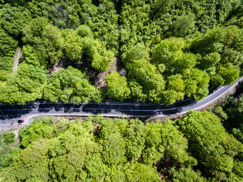 Road in the forest