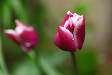  tulip after rain