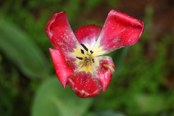 Fototapeta na wymiar old tulip after rain