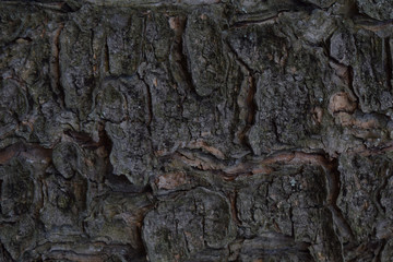Background of old Siberian larch bark in taiga forest