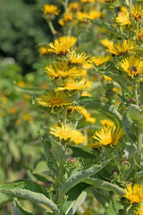 Alant, Inula helenium
