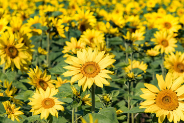 ひまわり畑 / 夏の北海道のイメージ