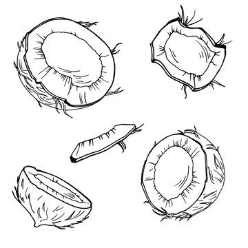 Set of coconut pieces on white background. Hand drawn ink sketch. Vector illustration.