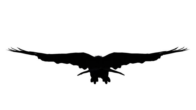Eagle inciting wings flying gliding,haliaeetus leucocephalus bird animal sketch silhouette.american freedom symbol.