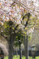 サクラ / 日本の春の風景