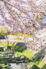 サクラ / 日本の春の風景