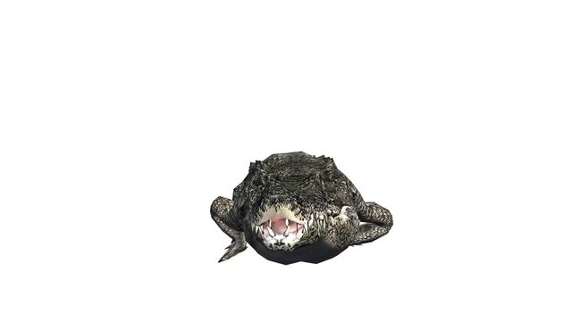Crocodile open mouth attack hunting wallow,Dangerous animals turn over rolling.