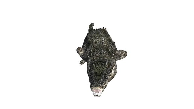 Crocodile open mouth attack hunting wallow,Dangerous animals turn over rolling.