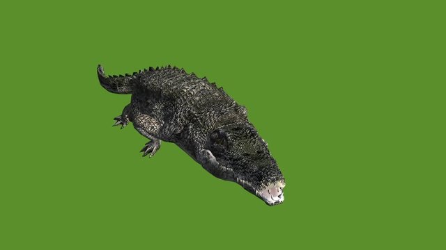 Crocodile open mouth attack hunting wallow,Dangerous animals turn over rolling.