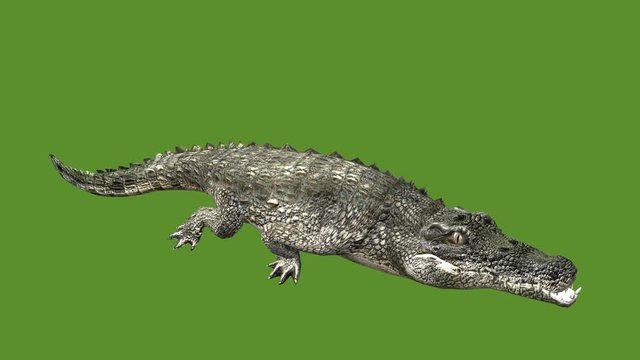 Crocodile open mouth attack hunting wallow,Dangerous animals turn over rolling.
