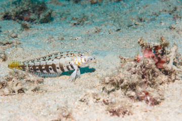Spotted bass on the sandy bottom.