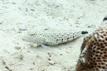 Spotted bass on the sandy bottom.