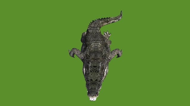 Crocodile swaying body swimming,Dangerous animals.