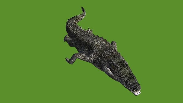 Crocodile swaying body swimming,Dangerous animals.
